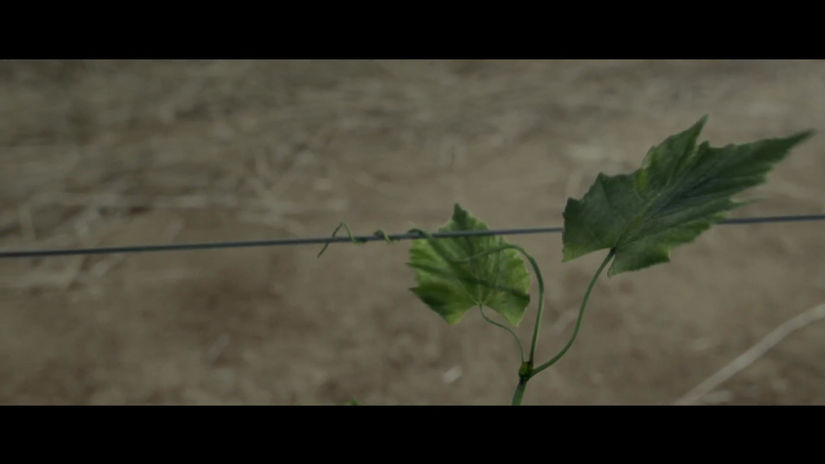 ABSA -  Cultivating the exceptional